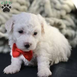 Bobby, Bichon Frise Puppy